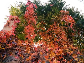 IMG_20181025_131207