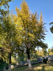 IMG_20181019_154912_HDR