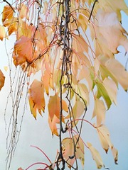 IMG_20181028_091449