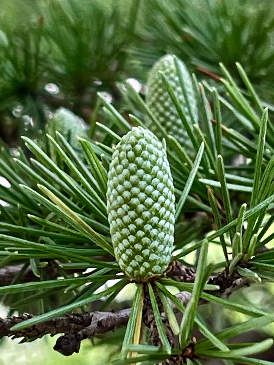 吗雪松果期雪松的果实雪松果高清图片大全雪松结果怎么样雪松树的果子