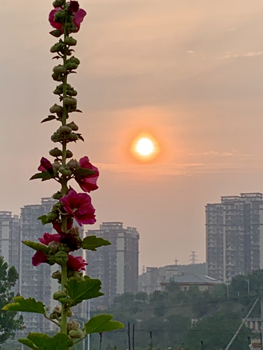 早晨的金边太阳