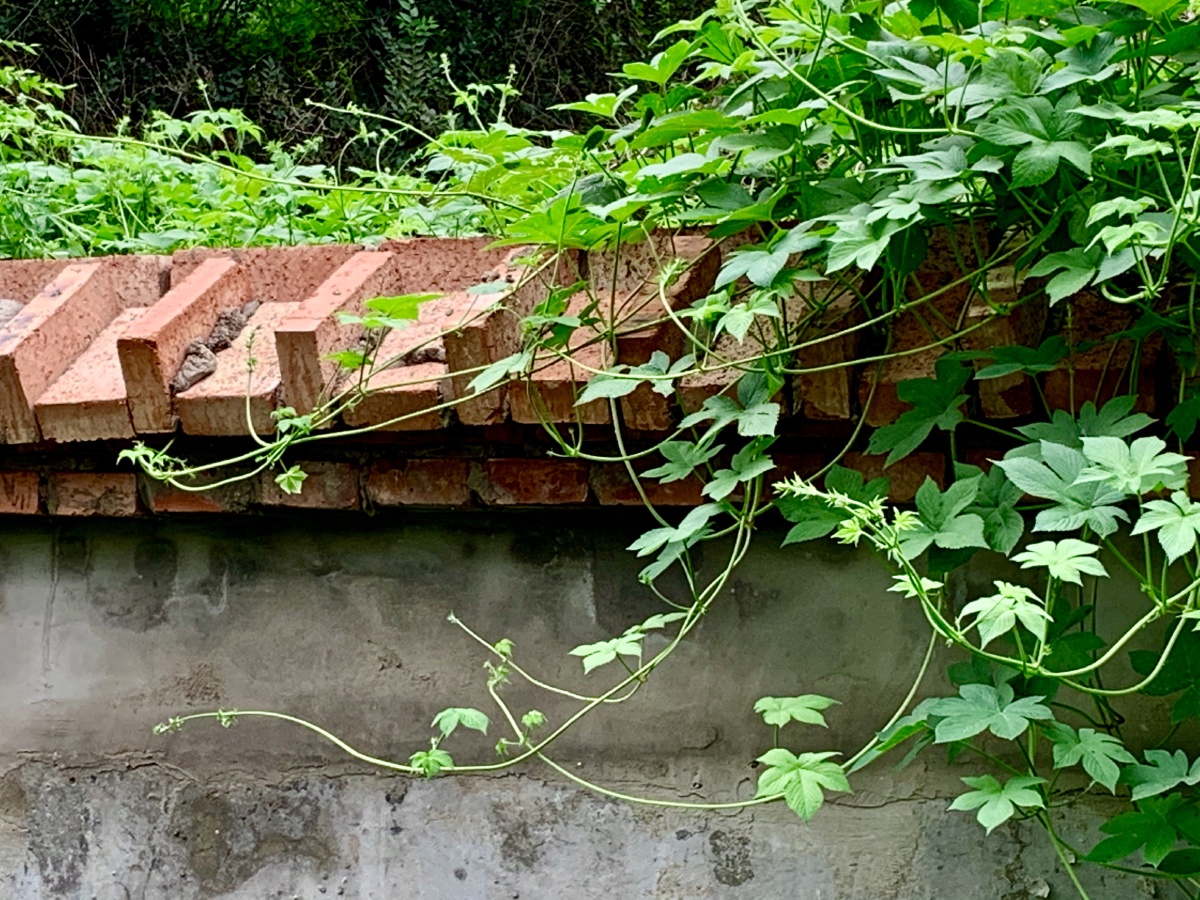 墙头的拉拉草,努力伸展着它们的枝条,展示着它们超强的生命力