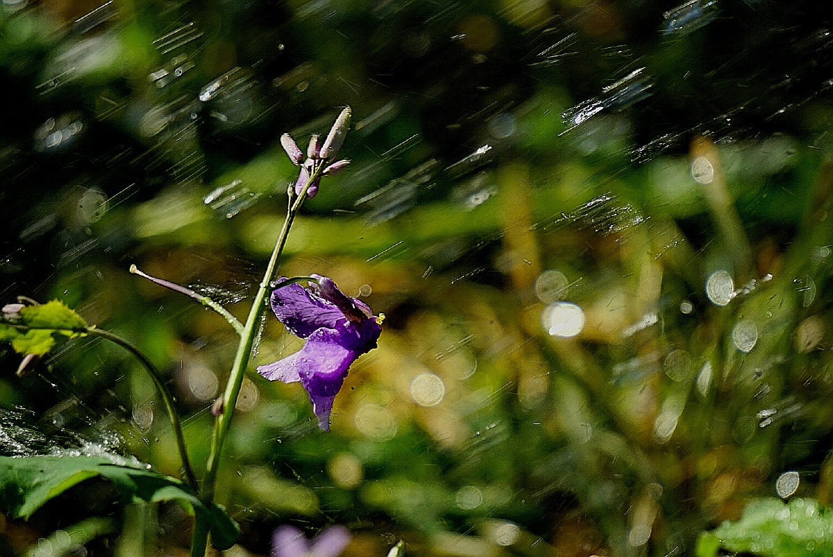 春天里的小花尽管有风吹雨打也岿然不动