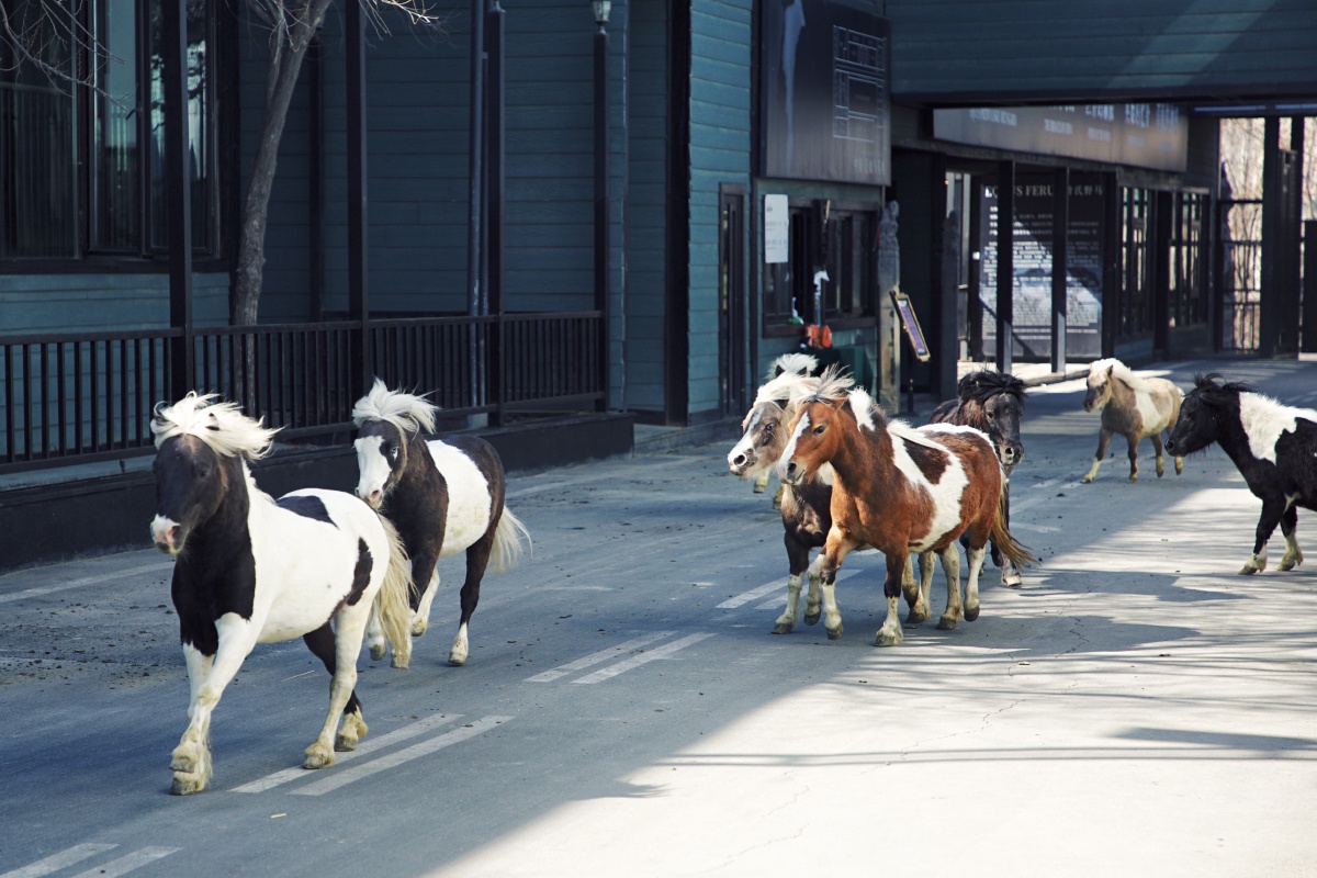乌鲁木齐汗血宝马基地马场写真