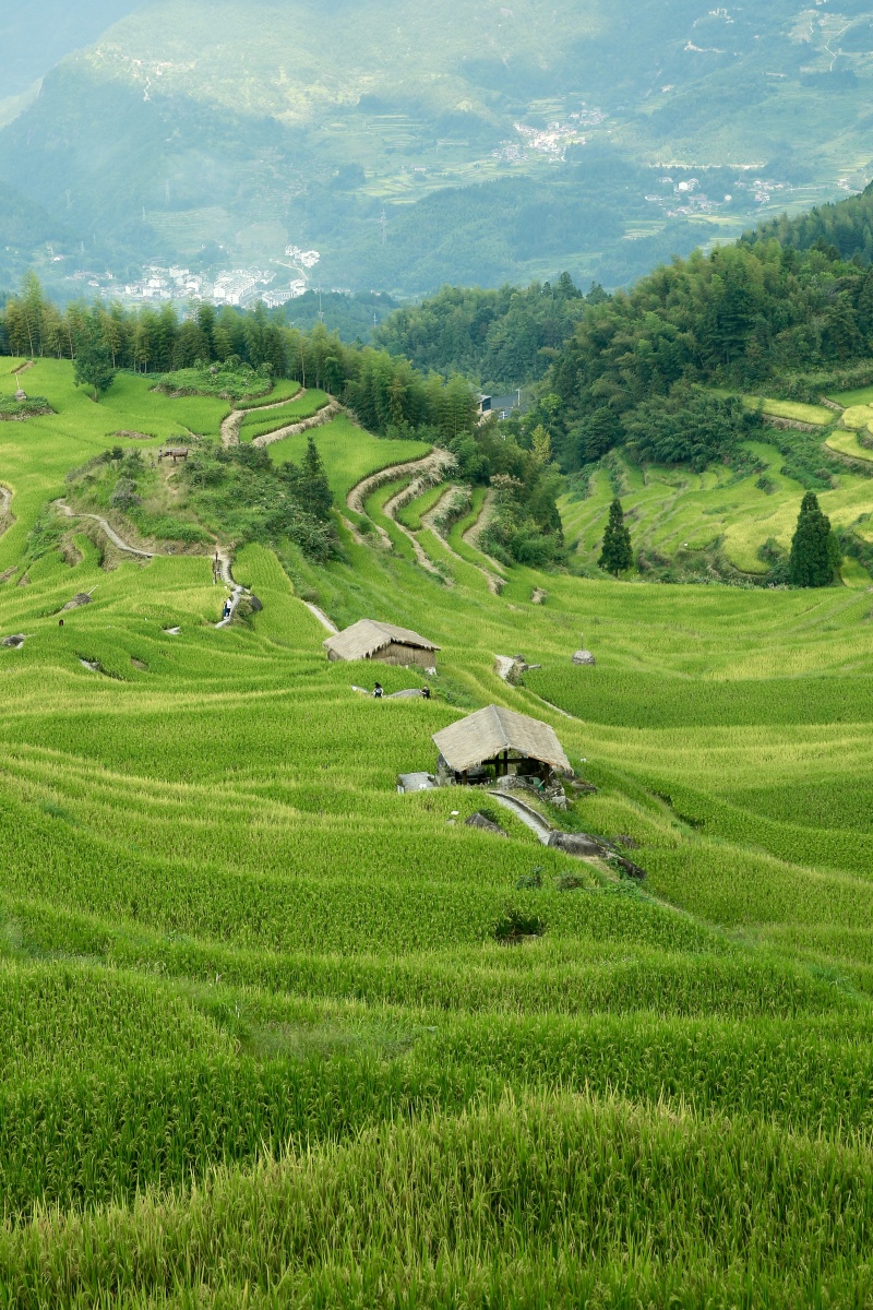 浙江丽水 云和梯田 日出云海