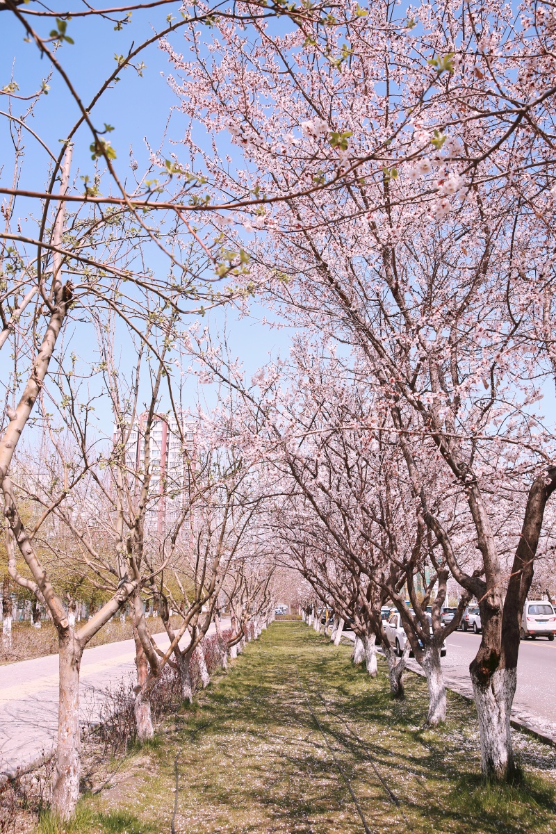 新疆伊犁|伊宁海棠路 桃花/樱花