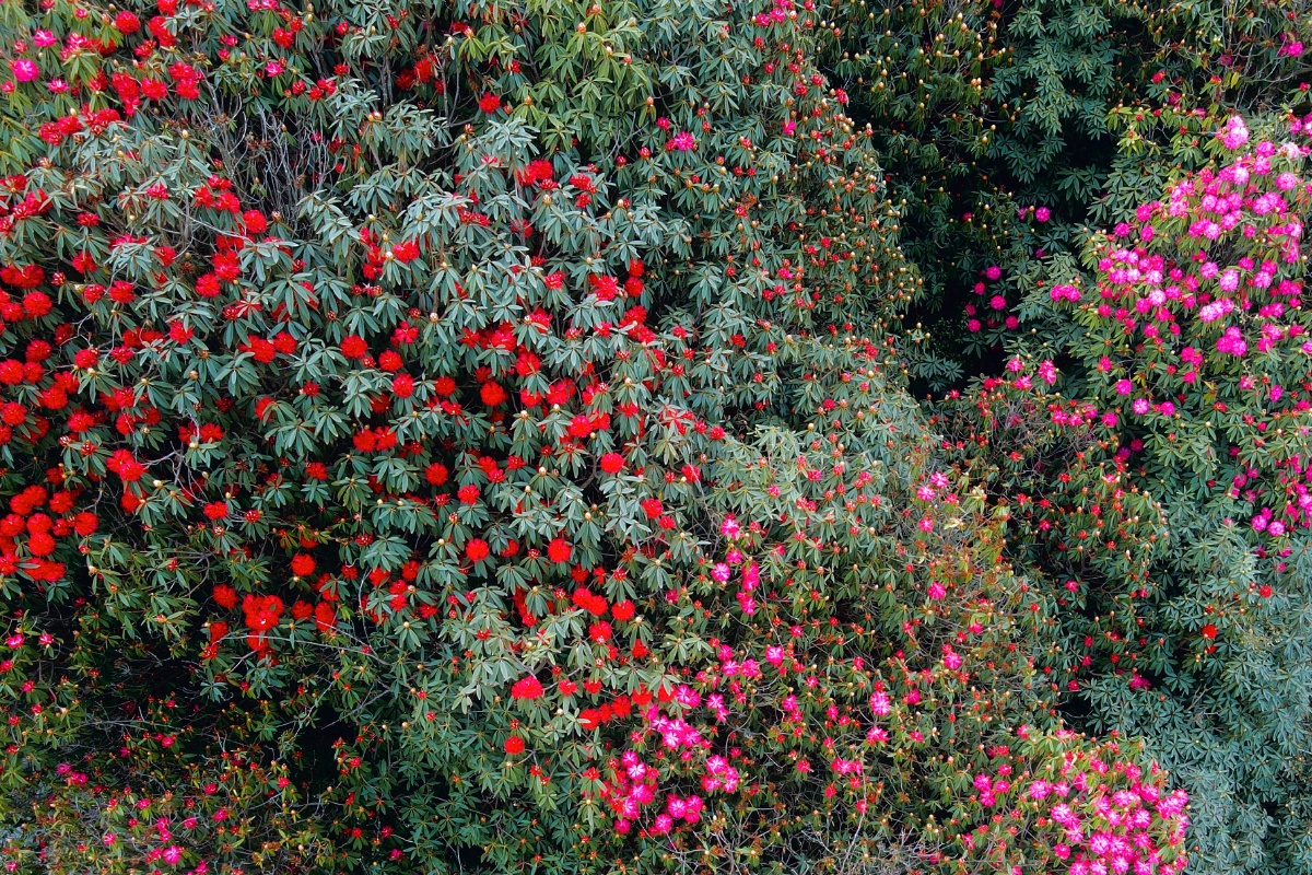 抖音爆火的贵州百里杜鹃景区地球彩带我是开园第一天去的花开的还不是