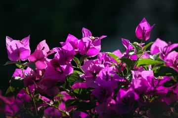 15065180
