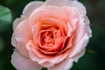 DSC_3703-3