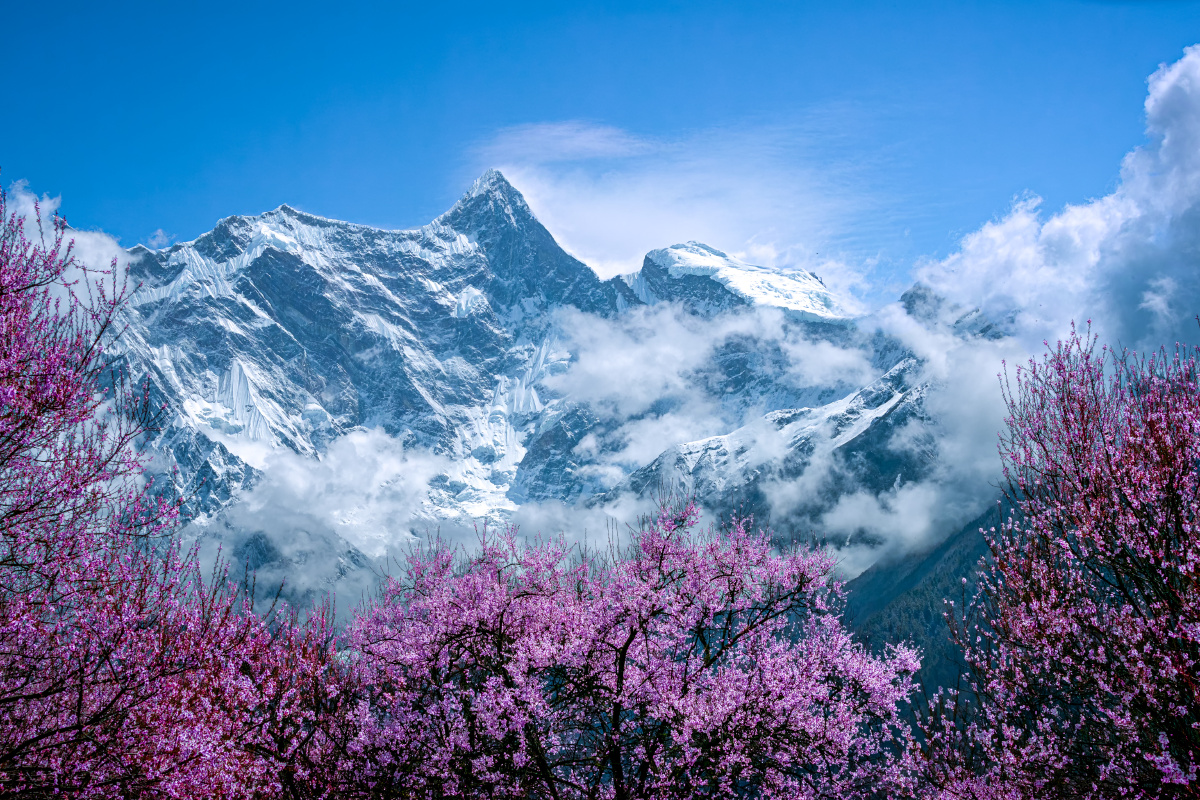 雪域桃花 桃花盛开的南迦巴瓦峰