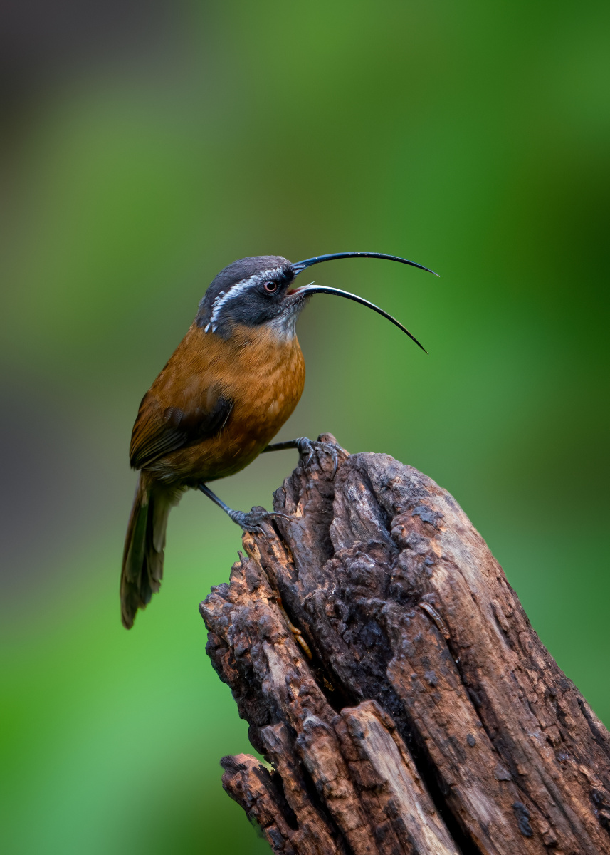 剑嘴鹛摄于云南保山百花岭