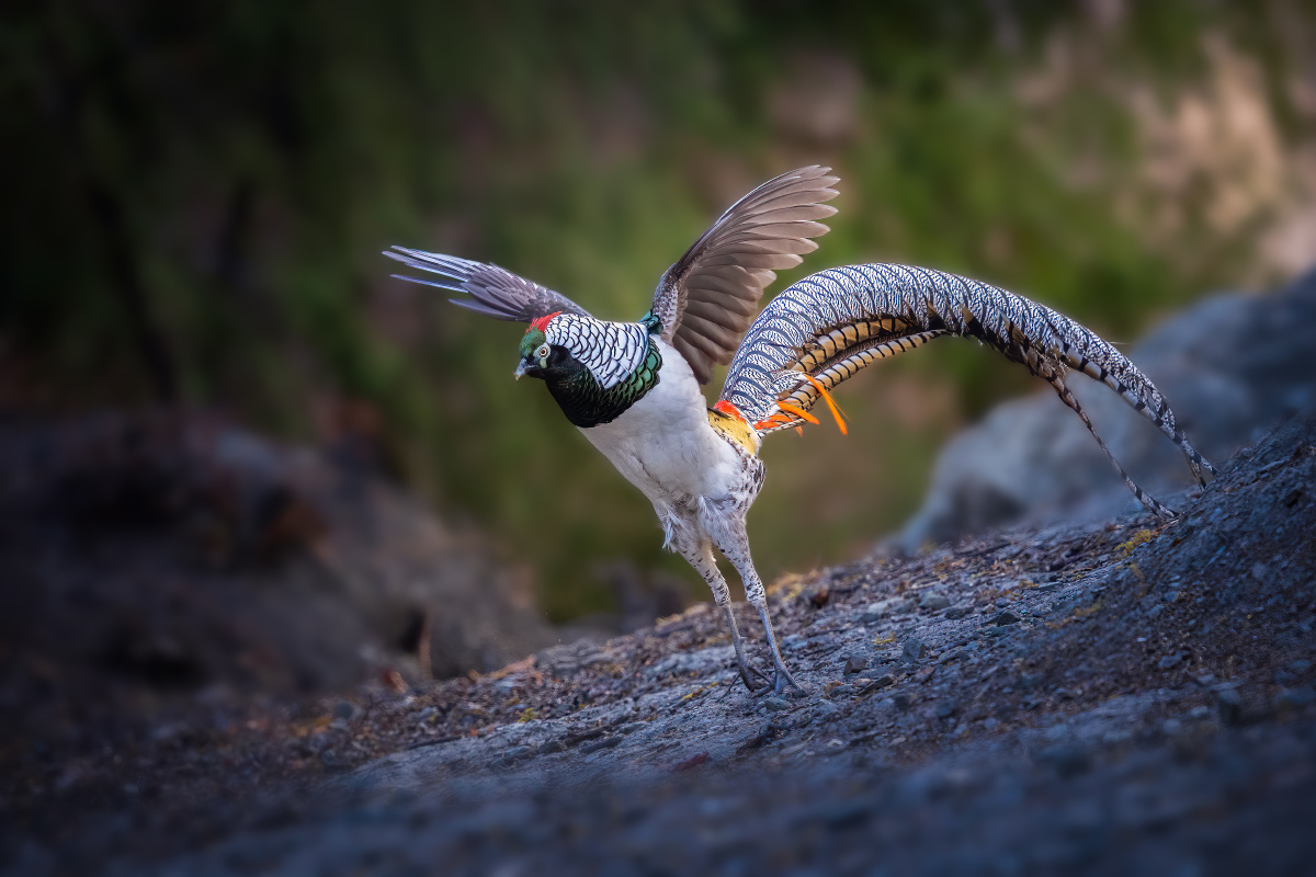 展翅白腹锦鸡雄鸟