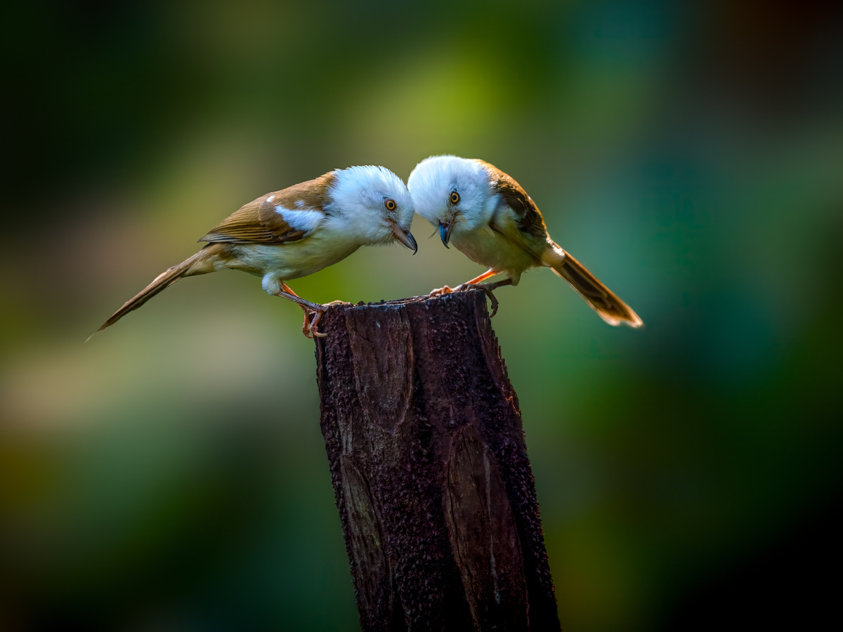 碰头两只可爱的白头鵙鹛顶牛