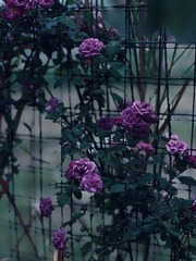 852C4E0C-6130-4F2A-83C2-4B4CE29129C1/L0/001