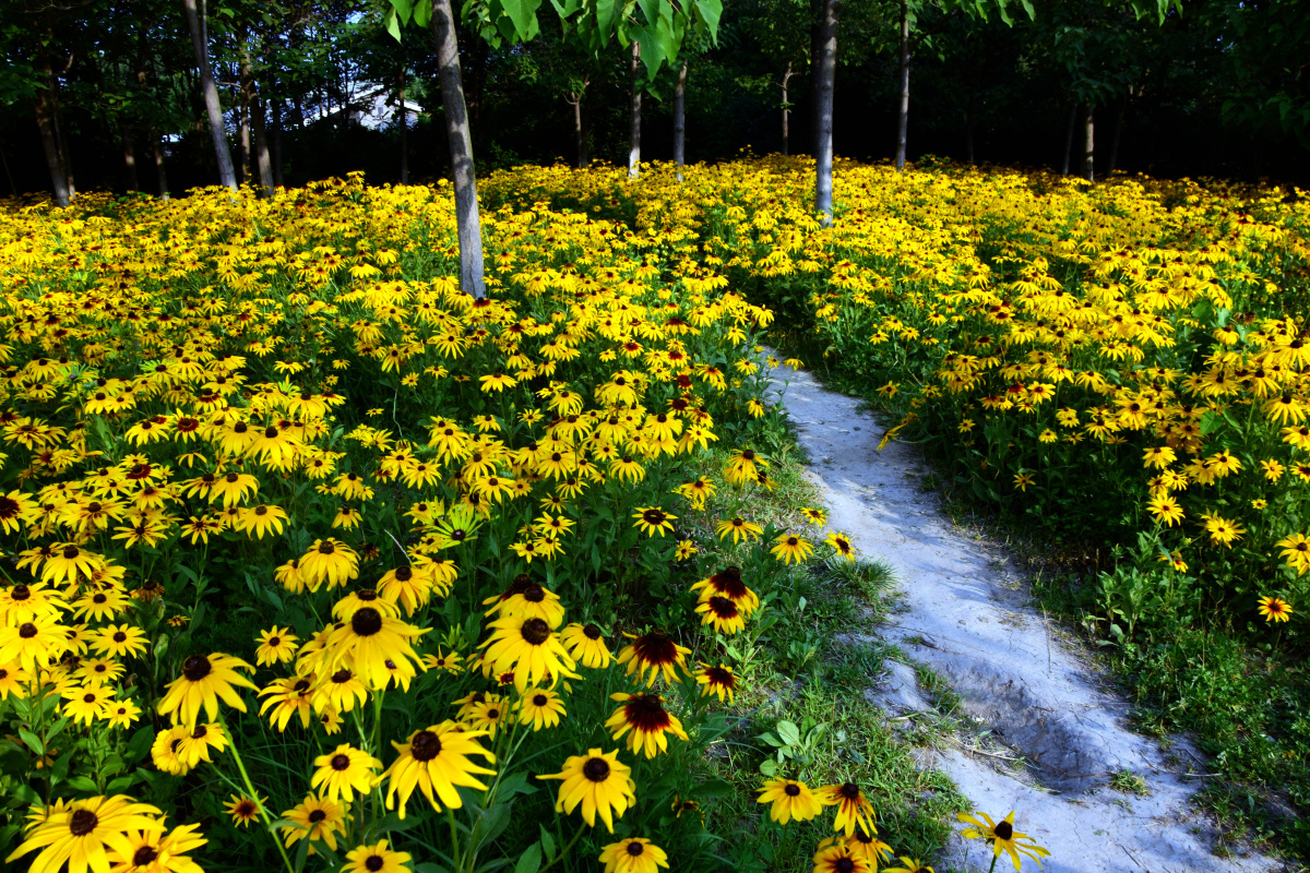 公园拍摄北京奥林匹克森林公园黑心菊花海