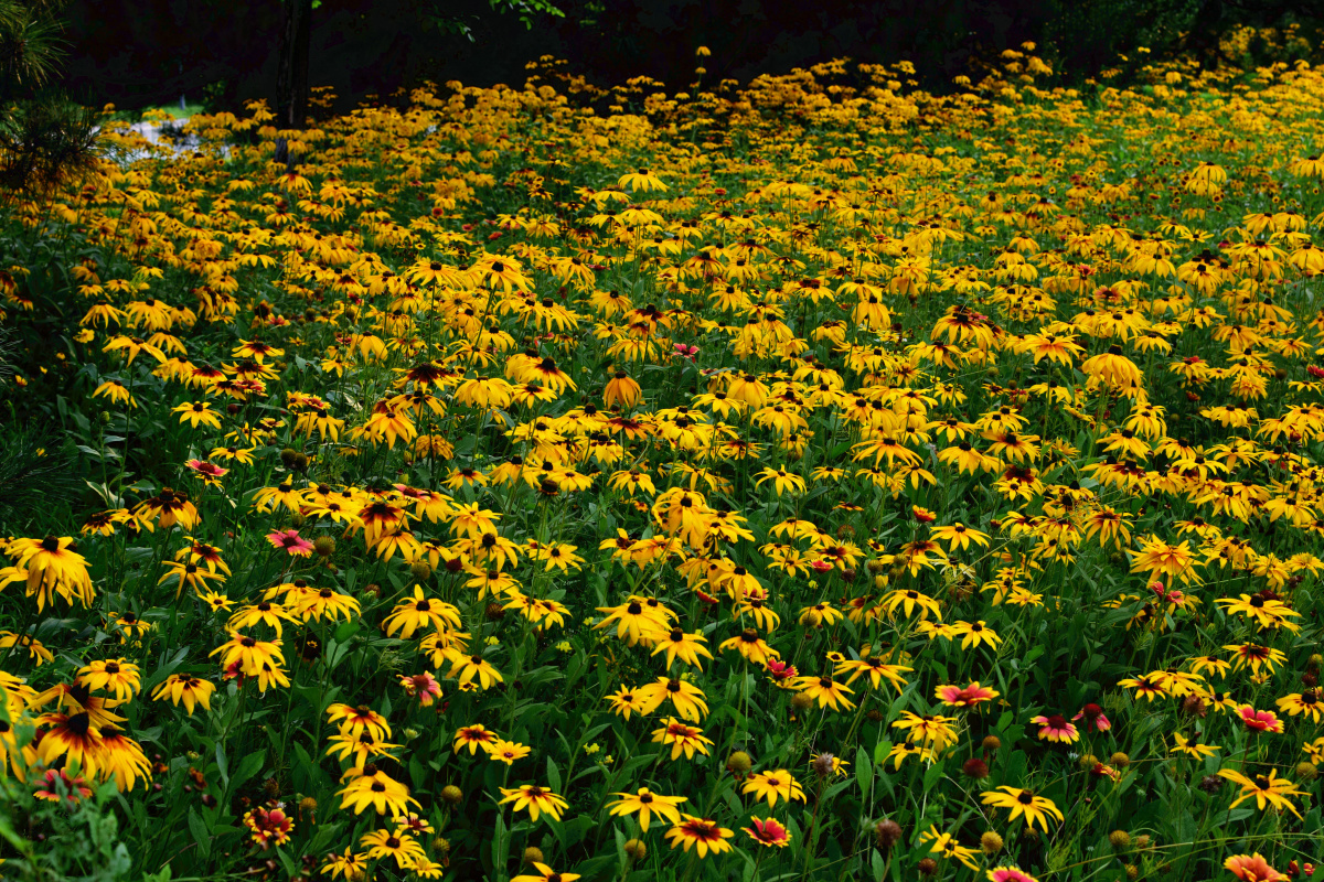 公园拍摄北京奥林匹克森林公园黑心菊花海