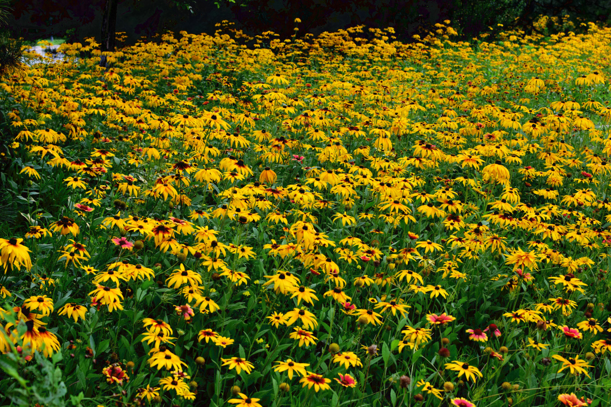 公园拍摄北京奥林匹克森林公园黑心菊花海