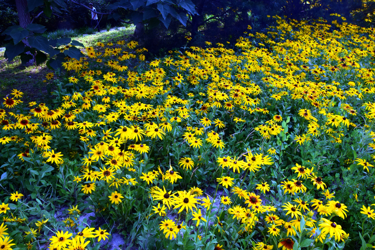 公园拍摄北京奥林匹克森林公园黑心菊花海