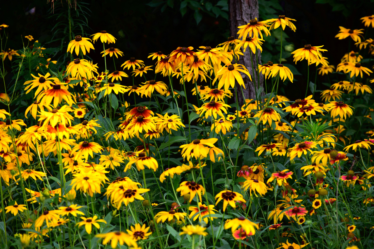 公园拍摄北京奥林匹克森林公园黑心菊花海
