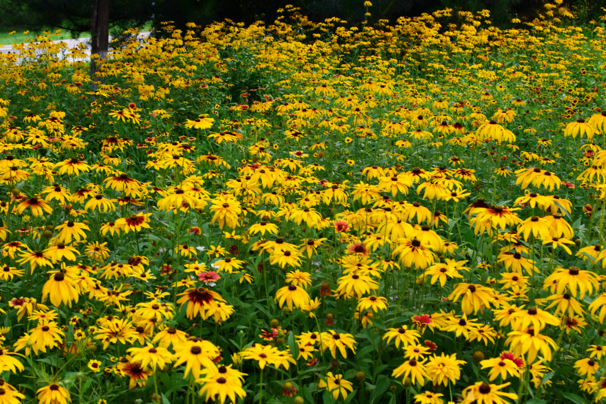 公园拍摄北京奥林匹克森林公园黑心菊花海