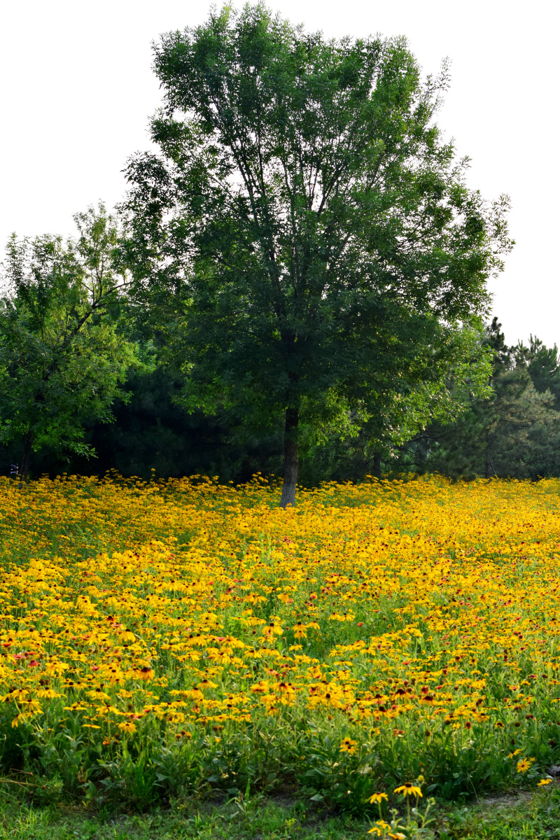 公园拍摄北京奥林匹克森林公园黑心菊花海
