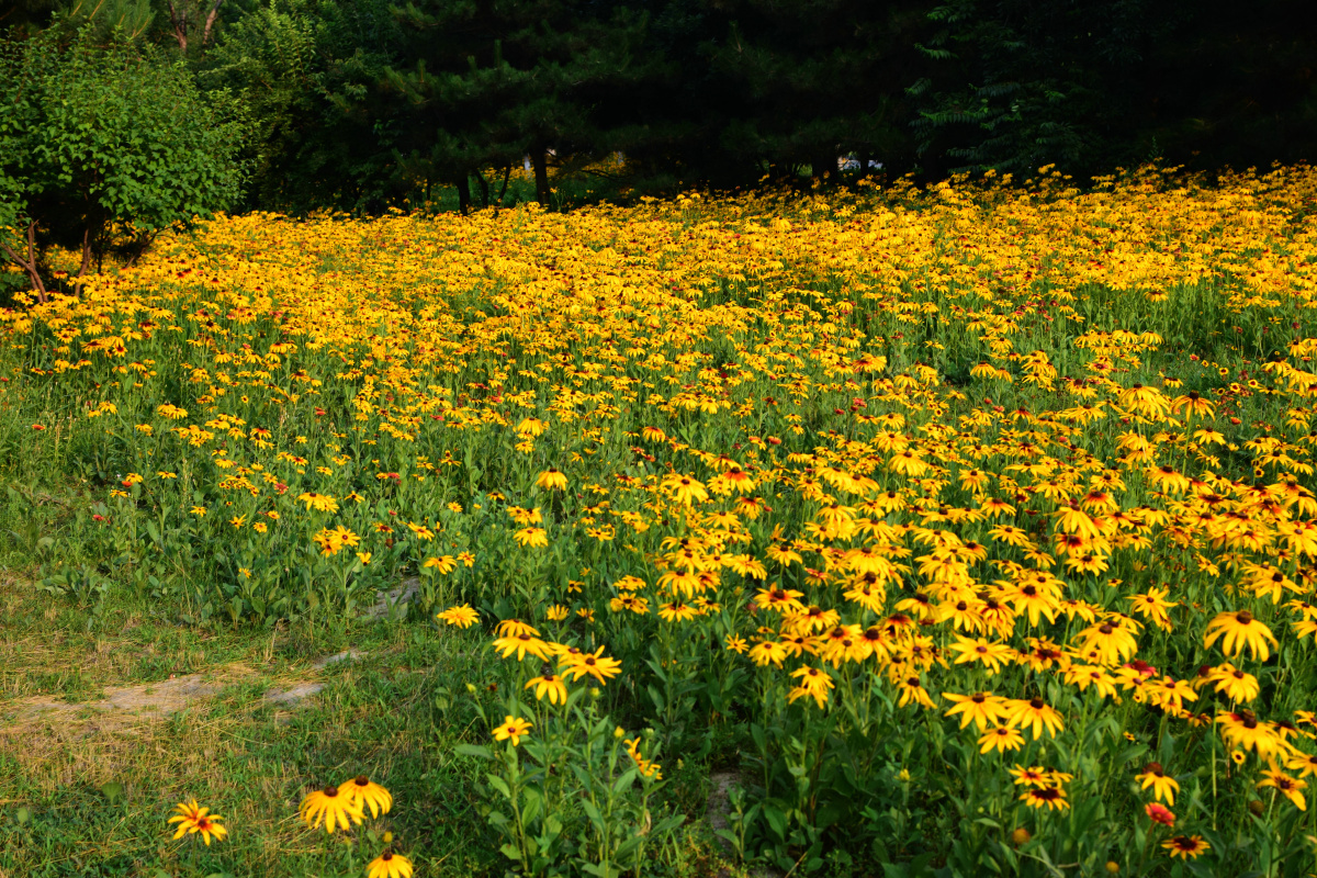公园拍摄北京奥林匹克森林公园黑心菊花海