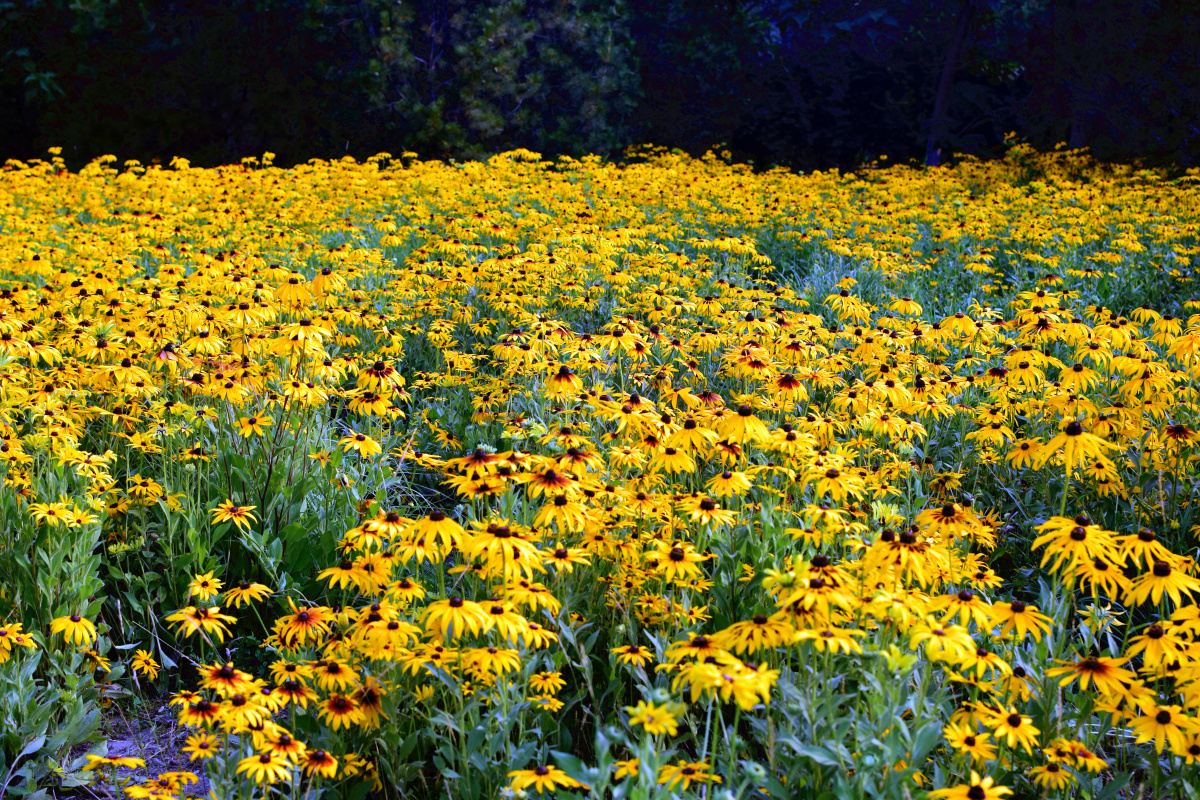 公园拍摄北京奥林匹克森林公园黑心菊花海
