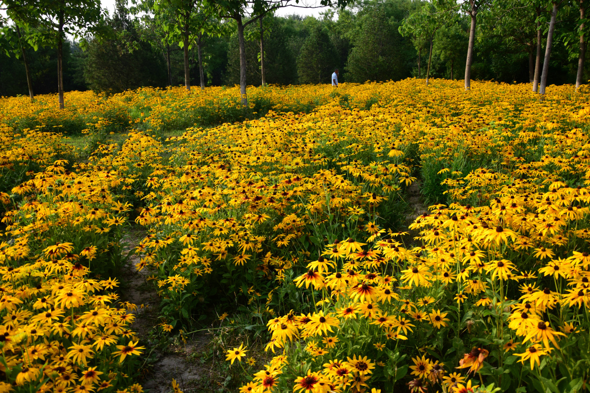 公园拍摄北京奥林匹克森林公园黑心菊花海
