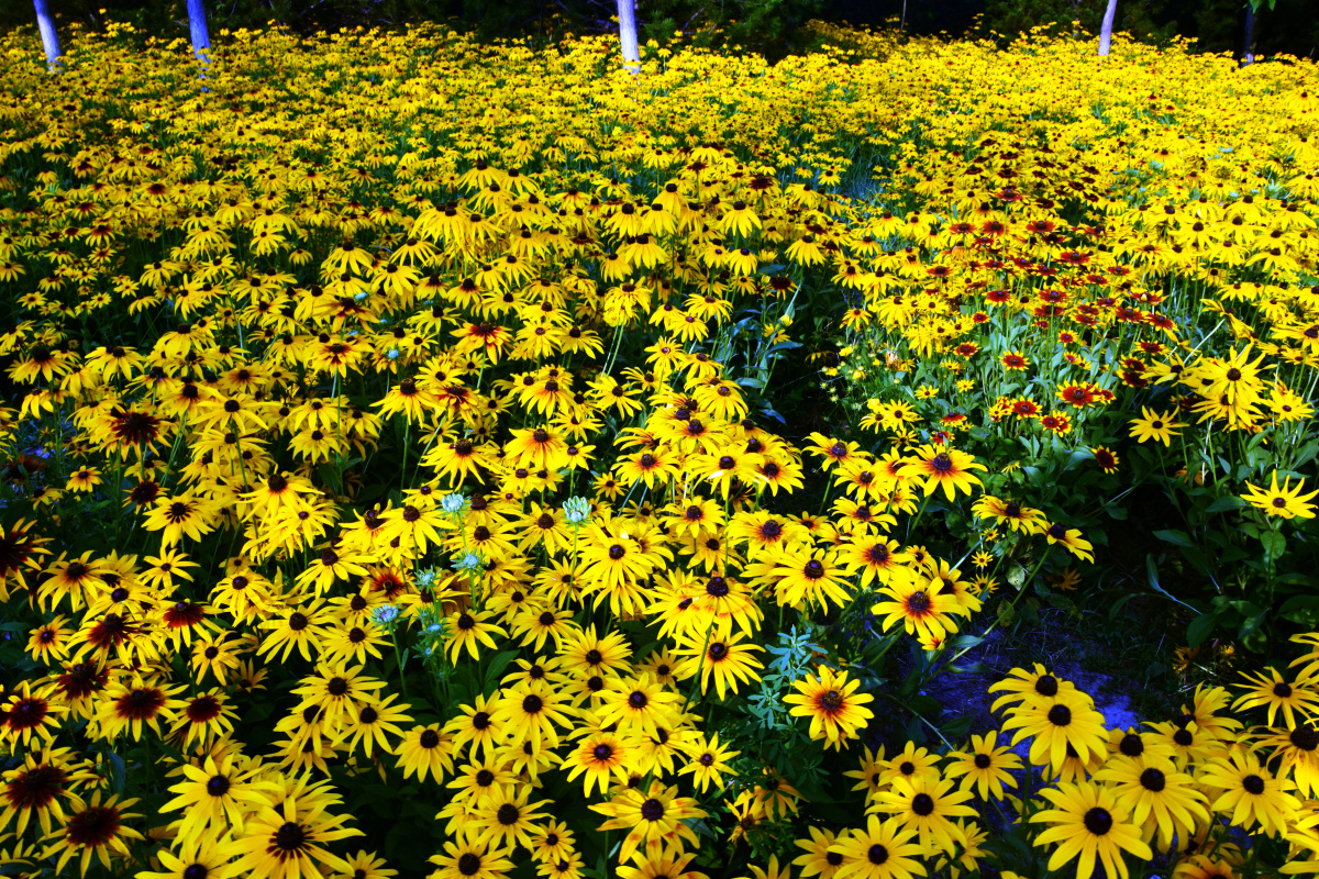 公园拍摄北京奥林匹克森林公园黑心菊花海