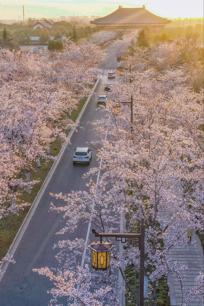 樱花大道醉游人拍摄于江苏省扬州市鉴真路樱花