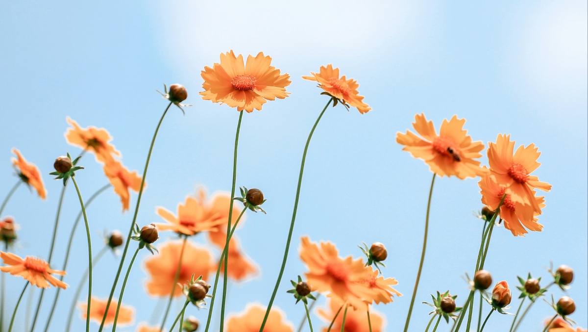 夏花灿烂,向阳而生……金鸡菊