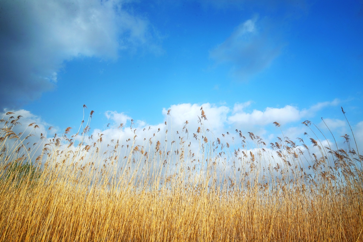 万福大桥阳光和煦微风不燥