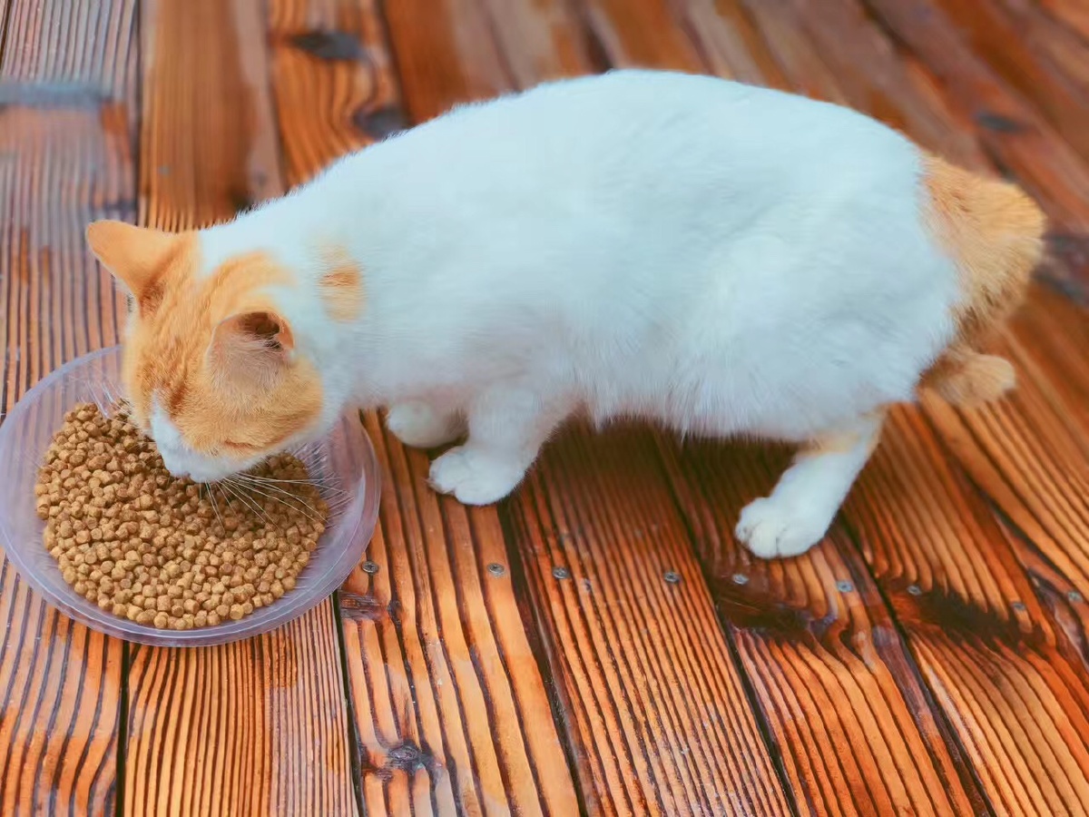 麒麟猫很喜欢吃肉肉