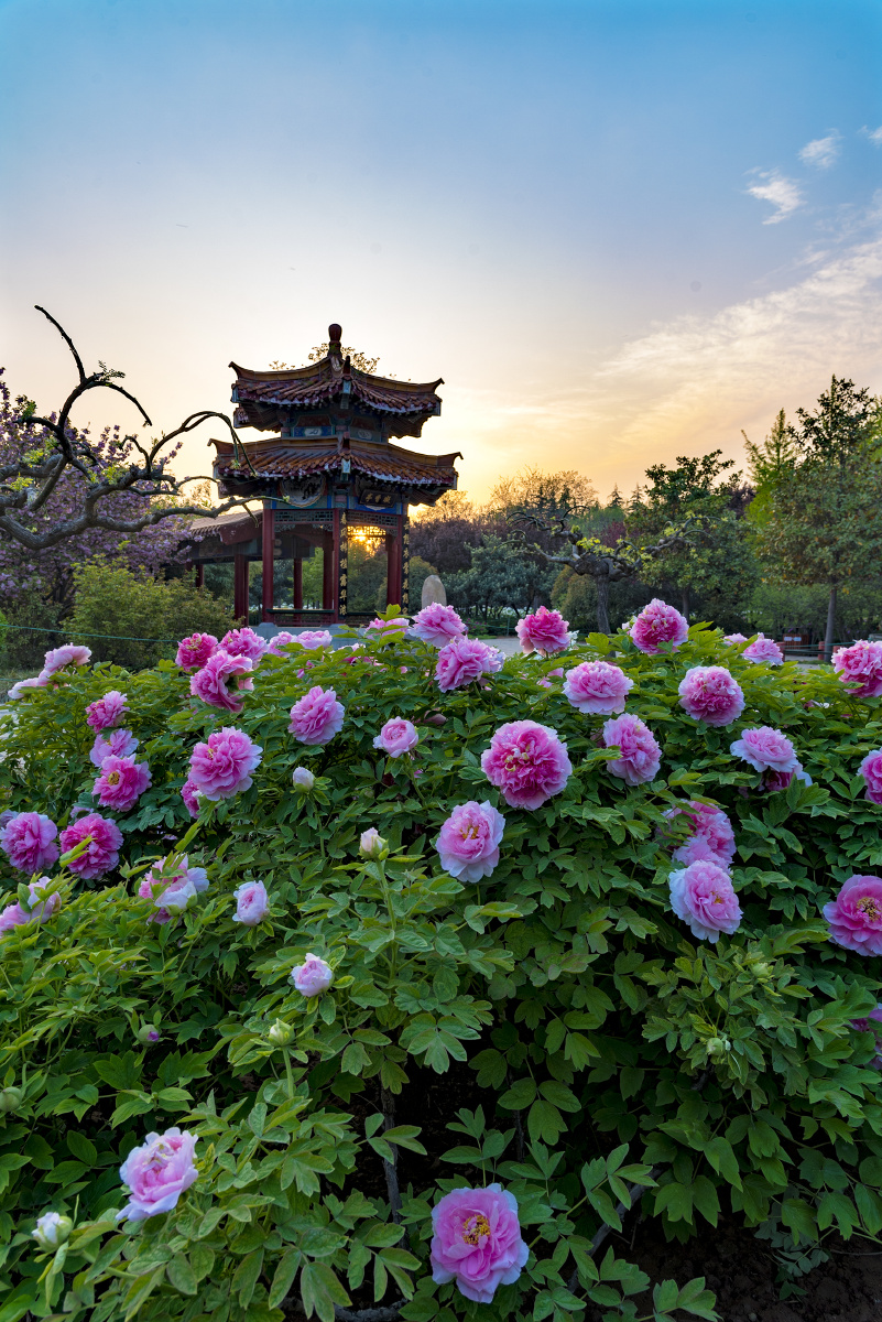 拍摄于河南省洛阳市中国国花园