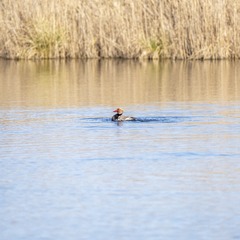 _DSC0054