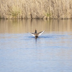 _DSC0092