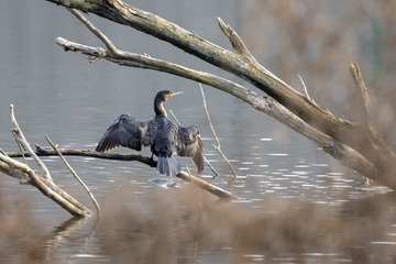 _DSC0095