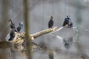 _DSC0133