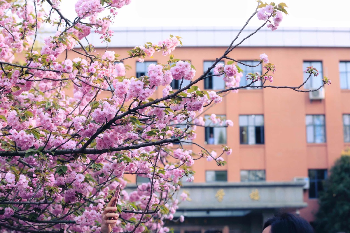 合肥中科大樱花大道