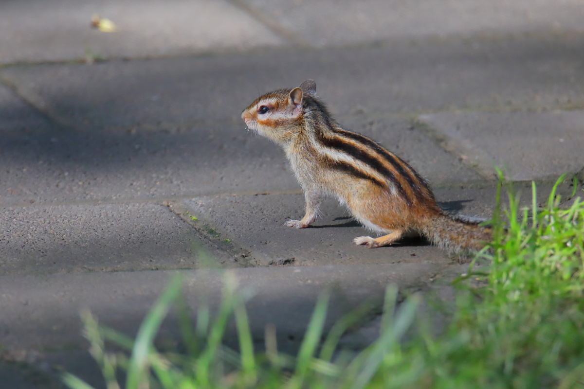 勤劳的金花鼠北京奥森夏天清晨早晨金花鼠花栗鼠