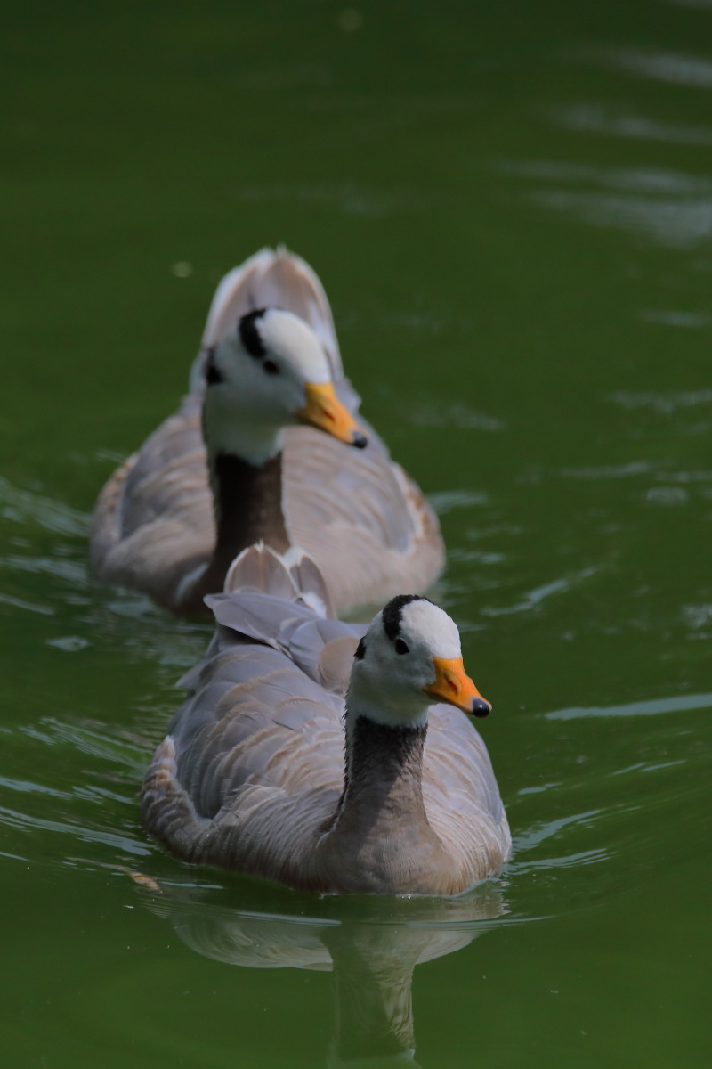 斑头雁.北京动物园 上午 夏天 斑头雁 湖 - 秃鹰896 - 图虫