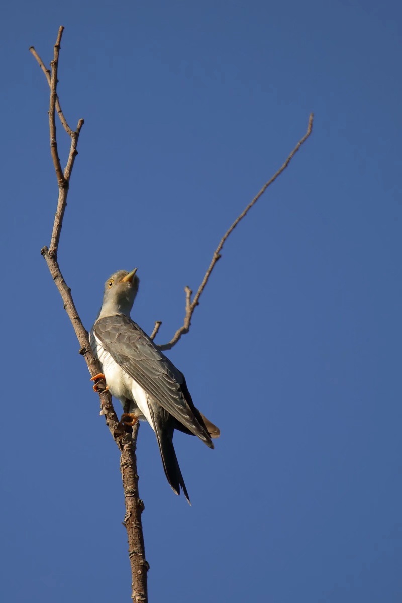 布谷鸟北京奥森夏天清晨早晨布谷鸟