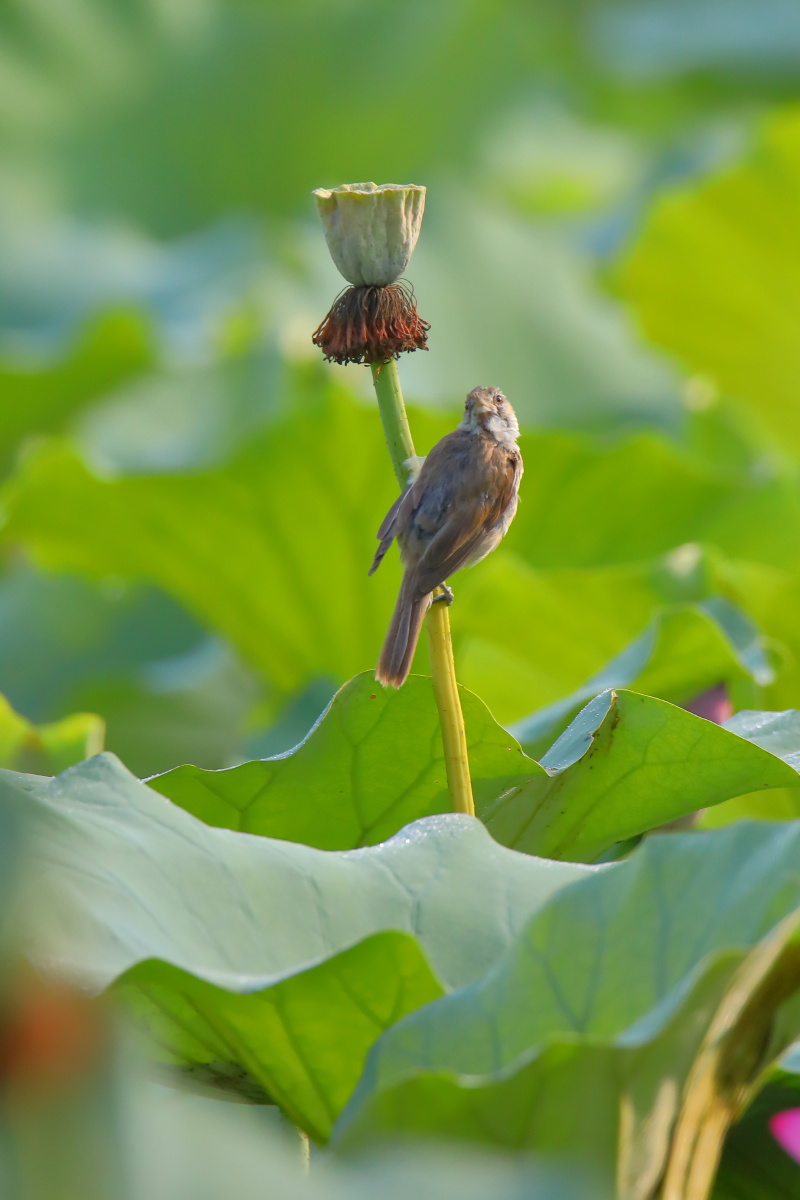 晨光里的苇莺北京奥森夏天清晨早晨荷叶莲蓬苇莺
