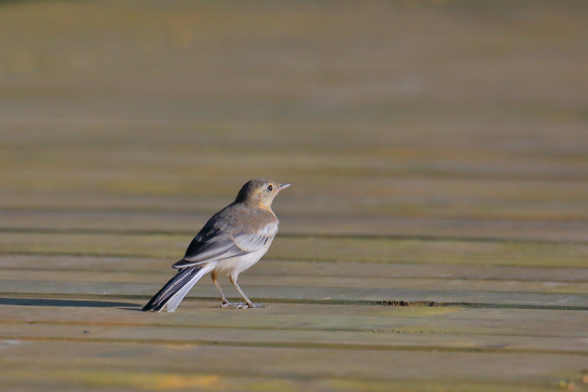 城市里的鸟北京奥森夏天清晨早晨白鹡鸰幼鸟