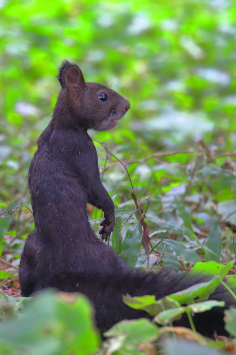 松鼠北京颐和园仲秋松鼠