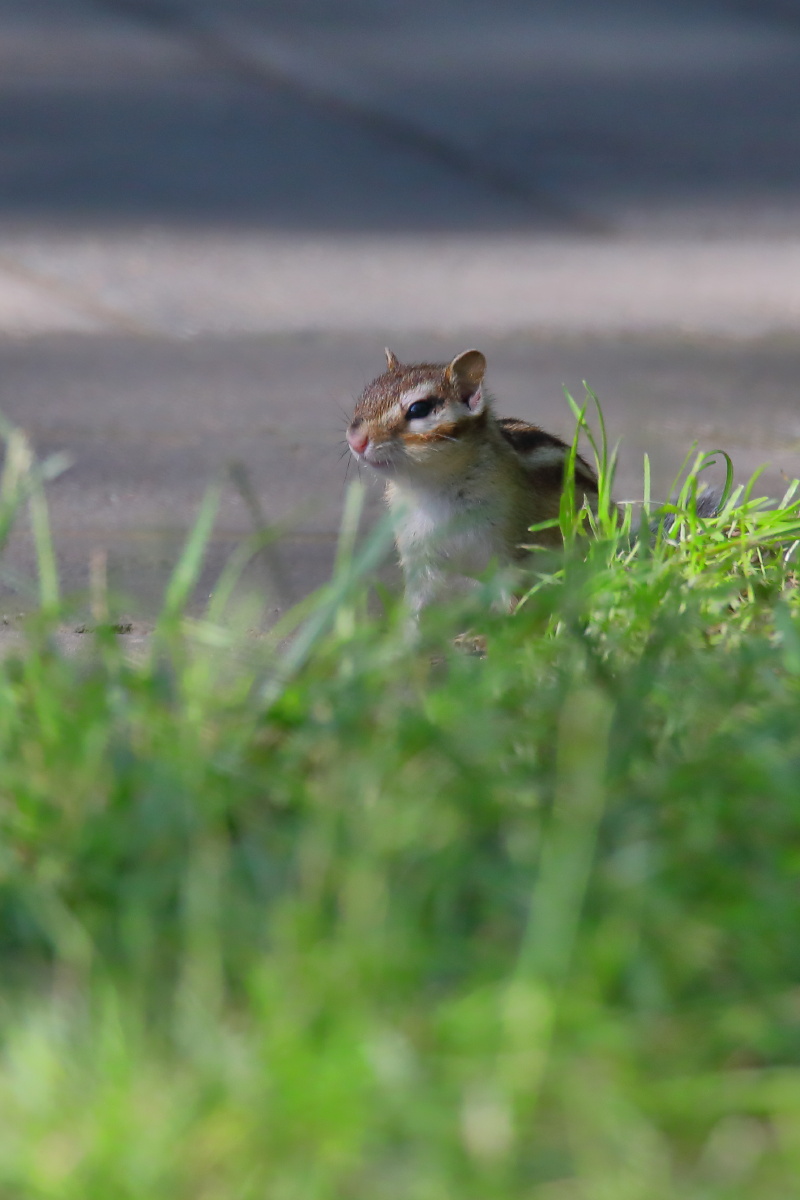 勤劳的金花鼠北京奥森夏天清晨早晨金花鼠花栗鼠