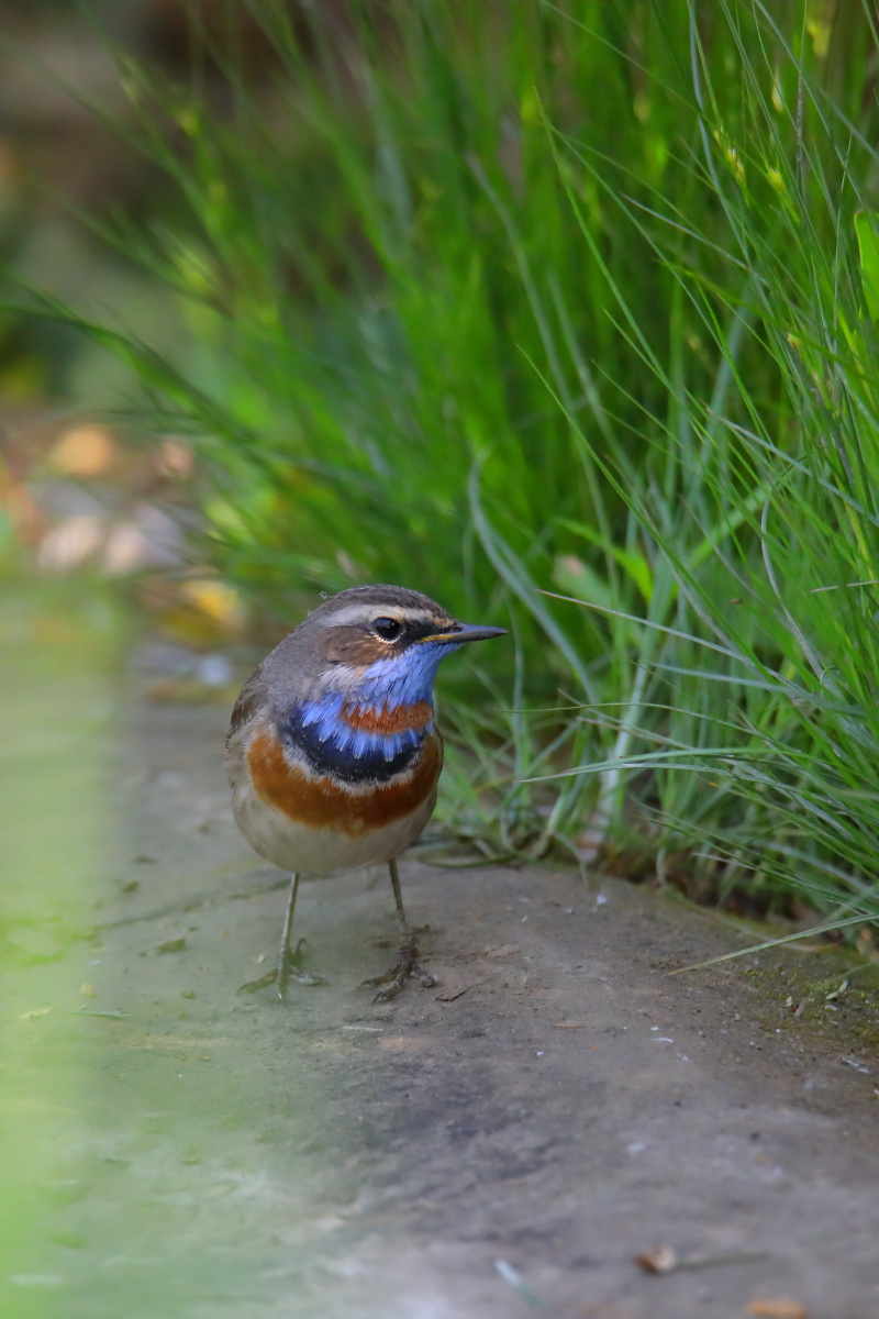 芦苇下的蓝点颏 - 秃鹰896 - 图虫