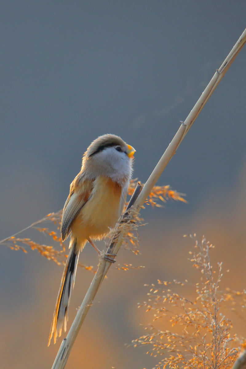 晨光中的震旦鸦雀