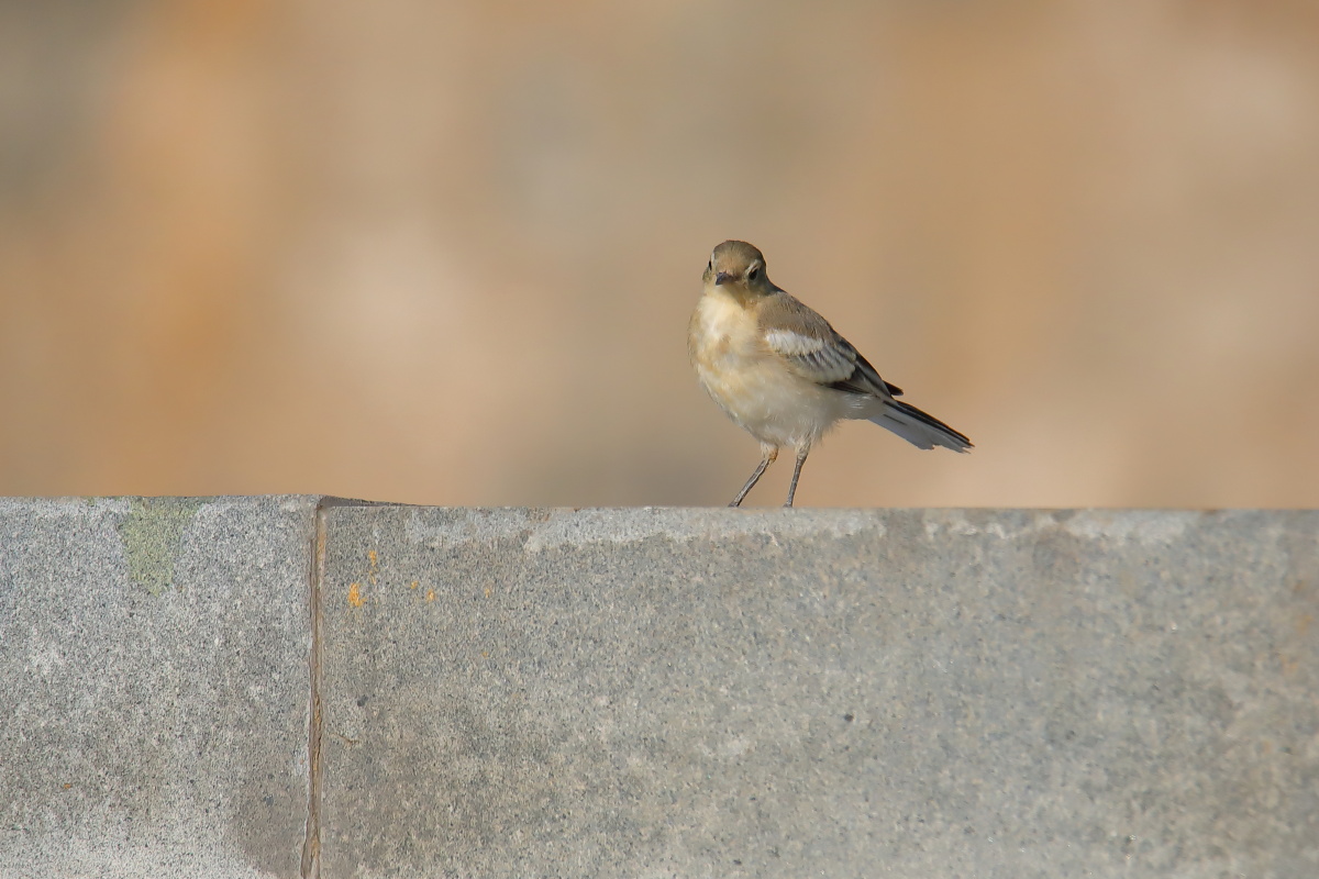 城市里的鸟北京奥森夏天清晨早晨白鹡鸰幼鸟