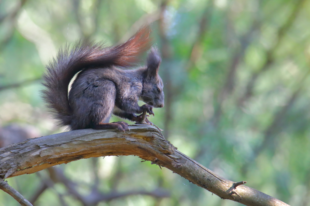 树枝上的松鼠.北京香山 清晨早晨 松鼠